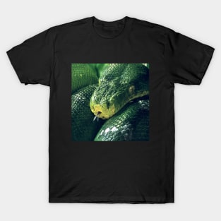 Anteater-Charmer T-Shirt